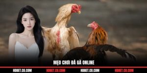 Mẹo chơi đá gà online