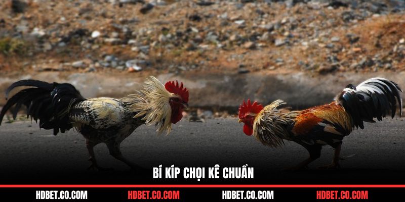 Bí kíp chọi kê chuẩn