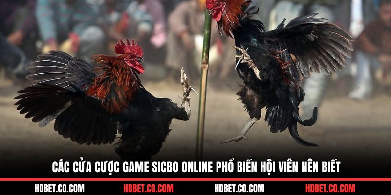 Các cửa cược game sicbo online phổ biến hội viên nên biết