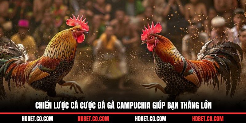 Chiến lược cá cược đá gà Campuchia giúp bạn thắng lớn