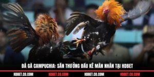 Đá Gà Campuchia: Săn Thưởng Đấu Kê Mãn Nhãn Tại HDBET