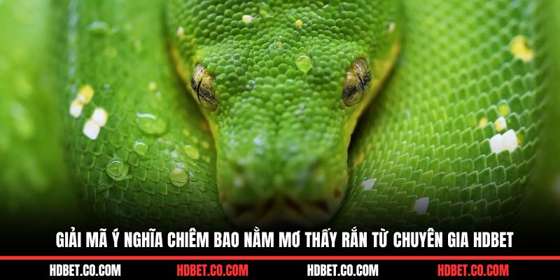 Giải mã ý nghĩa chiêm bao nằm mơ thấy rắn từ chuyên gia HDBET