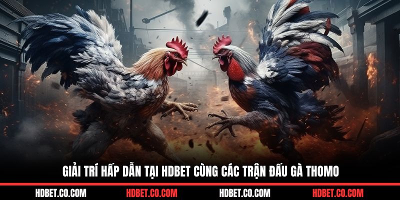 Giải trí hấp dẫn tại HDBET cùng các trận đấu gà Thomo
