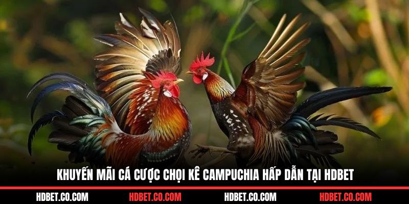 Khuyến mãi cá cược chọi kê Campuchia hấp dẫn tại HDBET