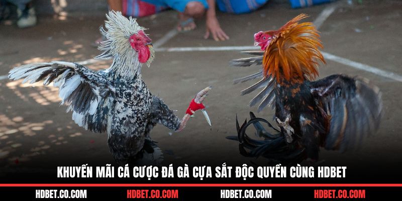 Khuyến mãi cá cược đá gà cựa sắt độc quyền cùng HDBET