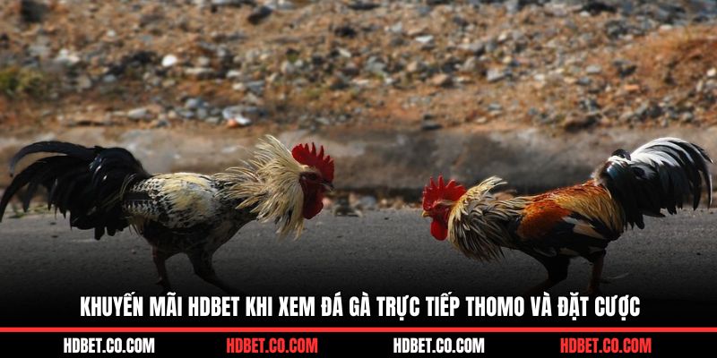 Khuyến mãi HDBET khi xem đá gà trực tiếp Thomo và đặt cược