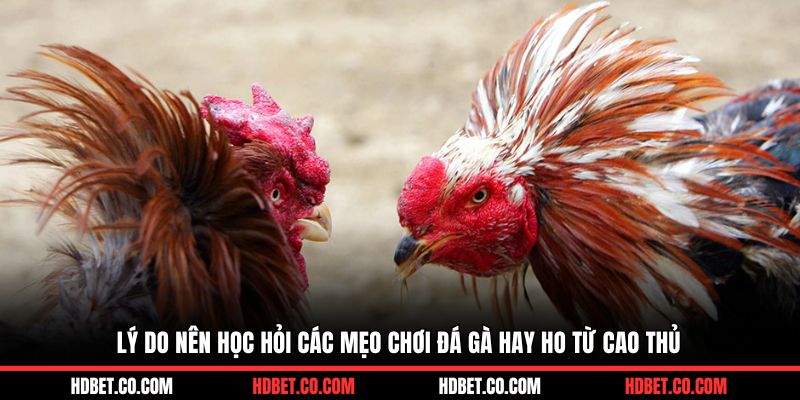 Lý do nên học hỏi các mẹo chơi đá gà hay ho từ cao thủ&nbsp;