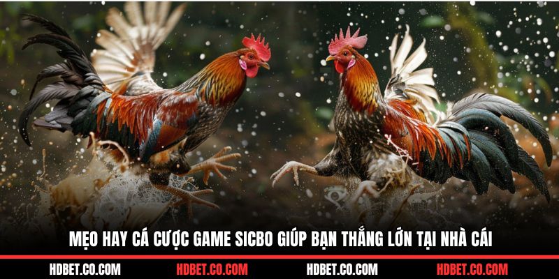 Mẹo hay cá cược game sicbo giúp bạn thắng lớn tại nhà cái