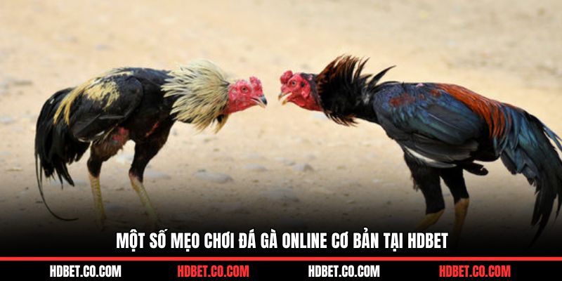 Một số mẹo chơi đá gà online cơ bản tại HDBET