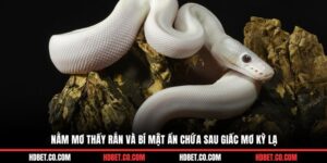 Nằm Mơ Thấy Rắn Và Bí Mật Ẩn Chứa Sau Giấc Mơ Kỳ Lạ