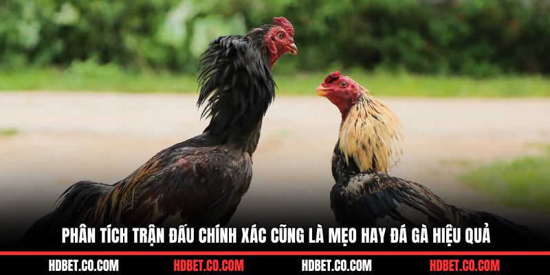 Phân tích trận đấu chính xác cũng là mẹo hay đá gà hiệu quả
