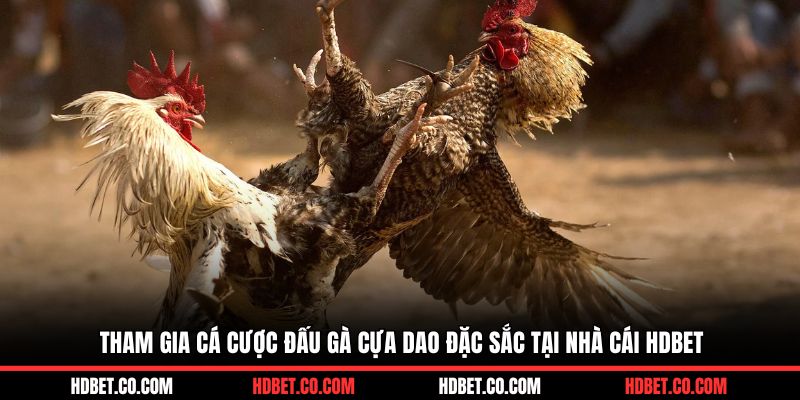 Tham gia cá cược đấu gà cựa dao đặc sắc tại nhà cái HDBET