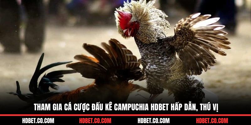 Tham gia cá cược đấu kê Campuchia HDBET hấp dẫn, thú vị