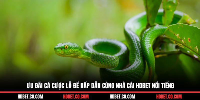 Ưu đãi cá cược lô đề hấp dẫn cùng nhà cái HDBET nổi tiếng