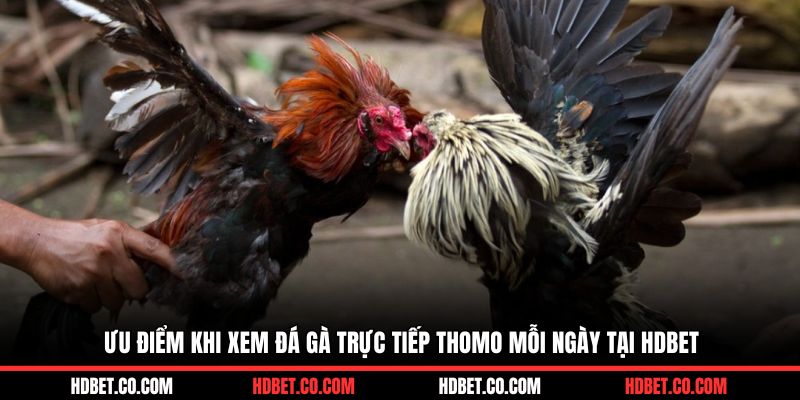 Ưu điểm khi xem đá gà trực tiếp Thomo mỗi ngày tại HDBET