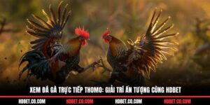 Xem Đá Gà Trực Tiếp Thomo: Giải Trí Ấn Tượng Cùng HDBET